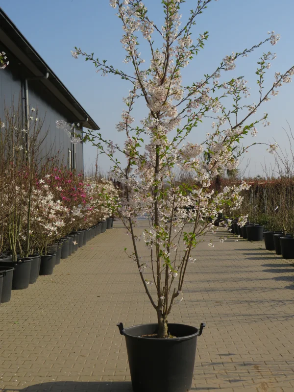 Prunus Yedoensis Meerstammig (Japanse Sierkers)-7