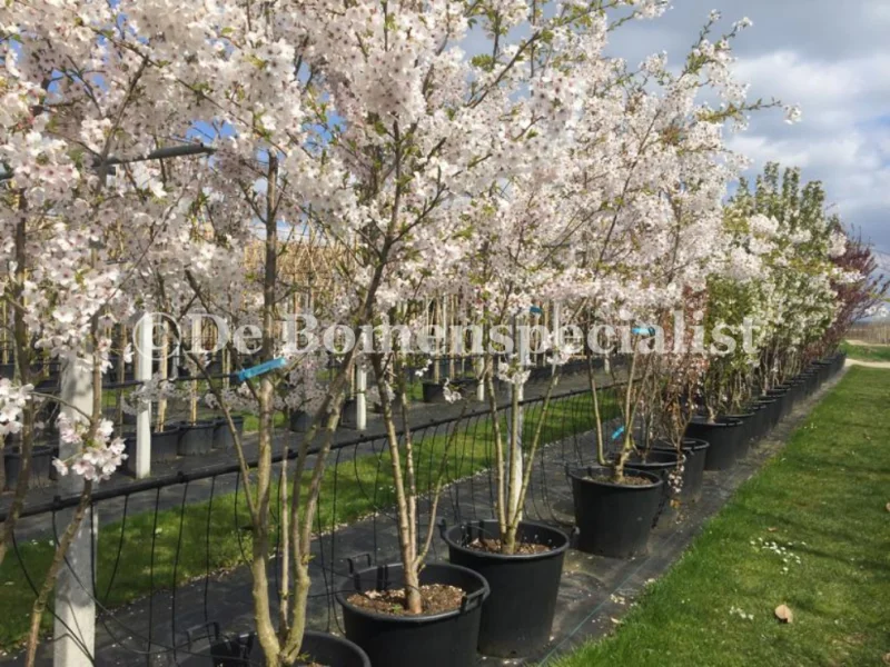 Prunus Yedoensis Meerstammig (Japanse Sierkers)-8