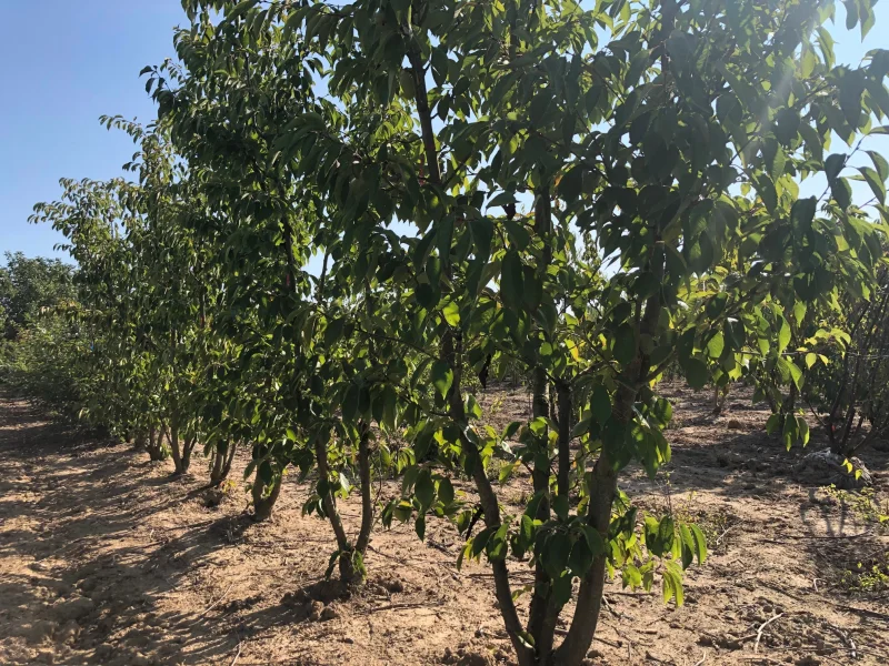 Prunus Yedoensis Meerstammig (Japanse Sierkers)-9
