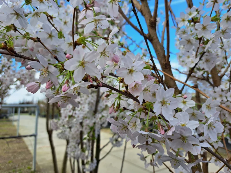 Prunus Yedoensis Meerstammig (Japanse Sierkers)-12