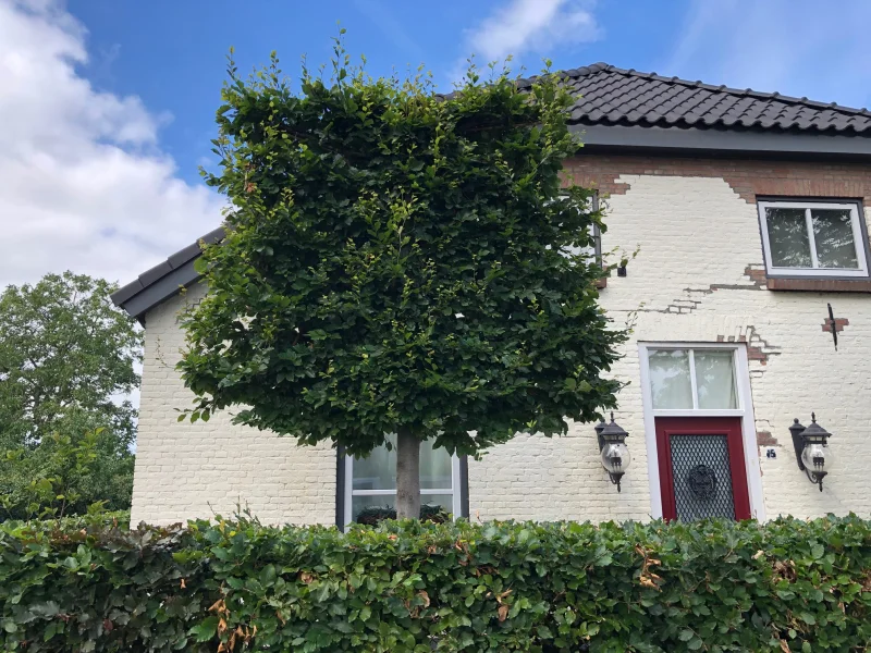 Fagus Sylvatica (Groene Bladhoudende Leibeuk)