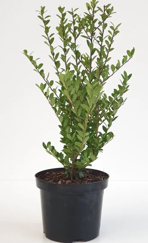 Ilex crenata Caroline Upright