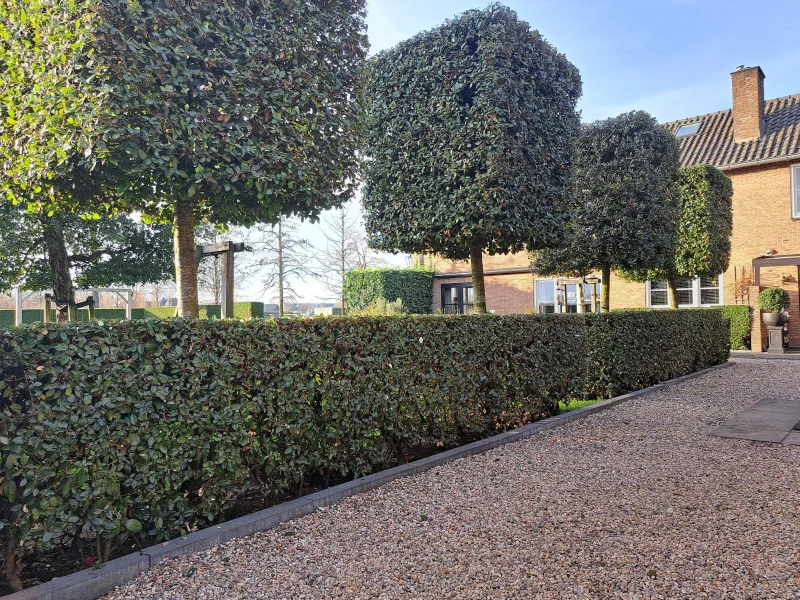 Quercus Ilex Blokvorm 75 cm (Wintergroene Steeneik)