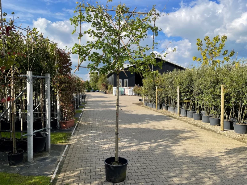 Acer Campestre Leiboom (Veldesdoorn leiboom)