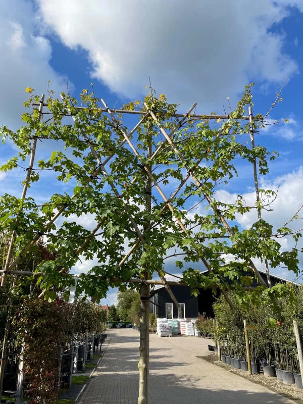 Acer Campestre Leiboom (Veldesdoorn leiboom)-3