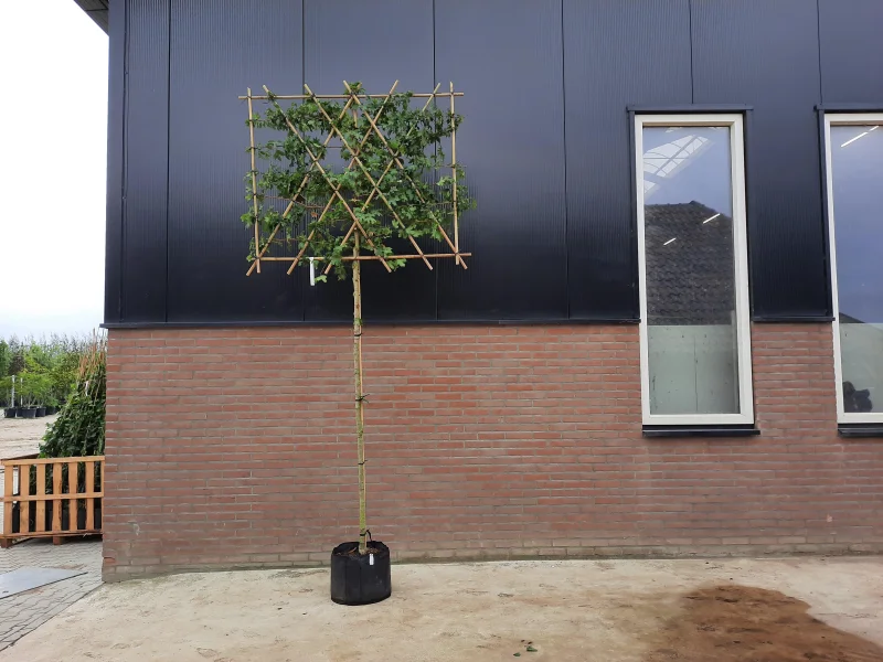 Acer Campestre Leiboom (Veldesdoorn leiboom)-2