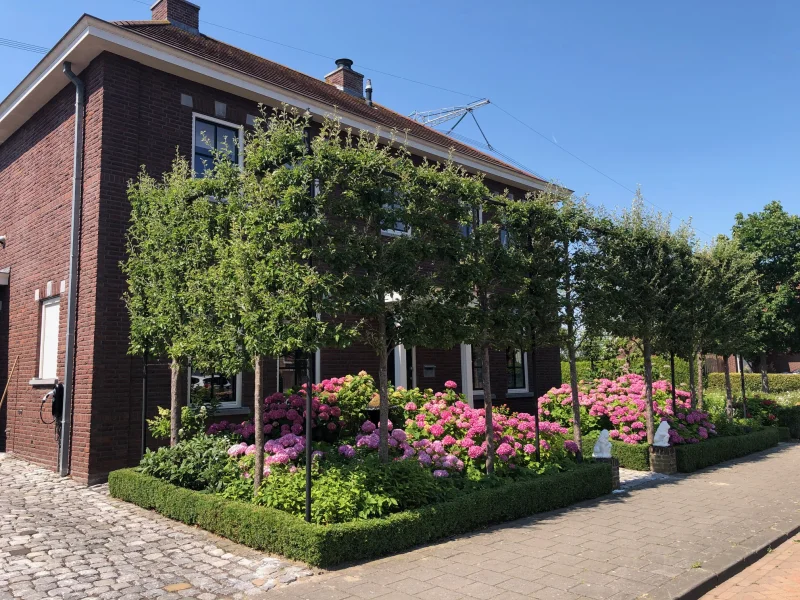 Malus Mokum Leivorm (Leisierappel)