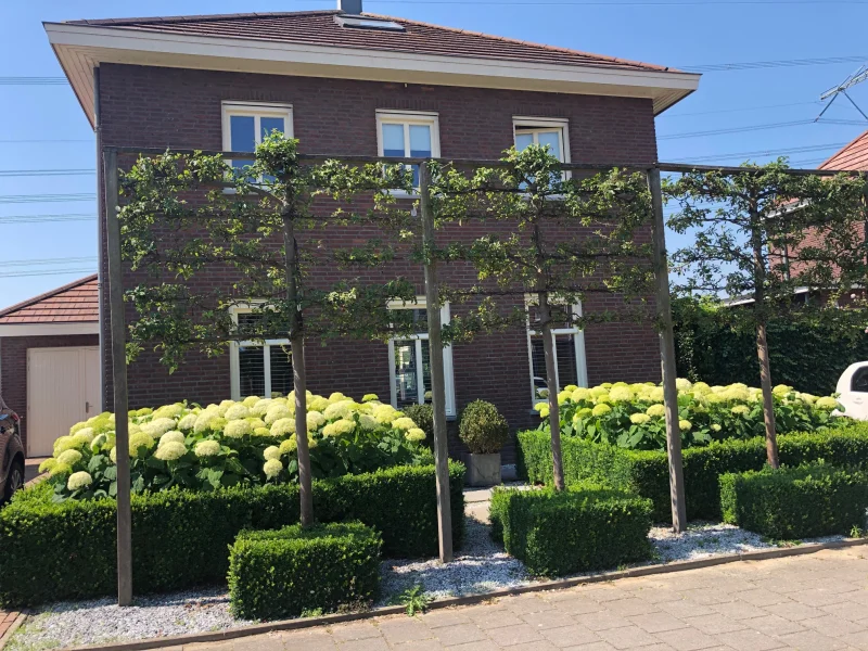Malus Mokum Leivorm (Leisierappel)-5