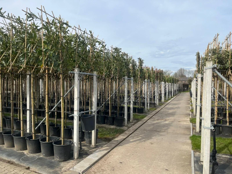 Malus Mokum Leivorm (Leisierappel)-6