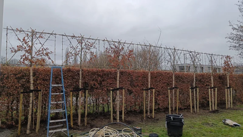 Fagus Sylvatica (Groene Bladhoudende Leibeuk)-5