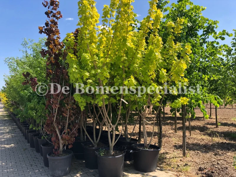 Acer Platanoides Princeton Gold Meerstammig (Noorse Esdoorn)