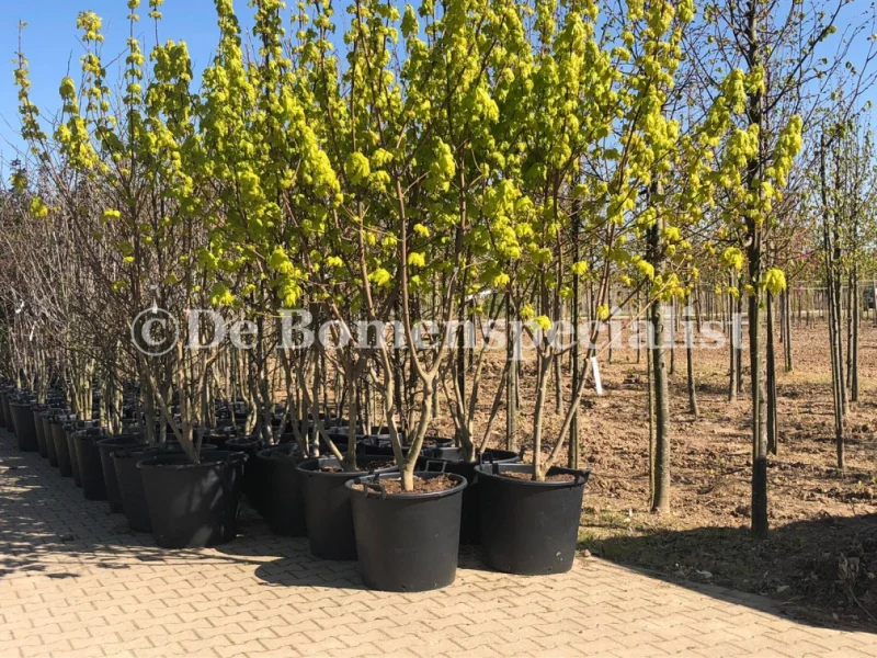 Acer Platanoides Princeton Gold Meerstammig (Noorse Esdoorn)