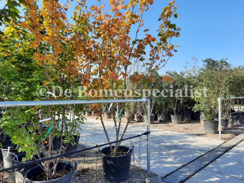 Acer Platanoides Princeton Gold Meerstammig (Noorse Esdoorn)-3