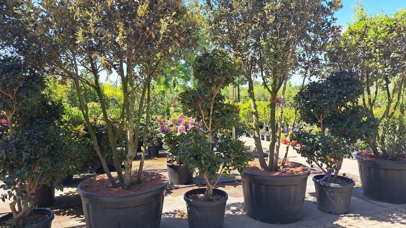 Camellia Meerstammig Bonsai (Japanse Roos)