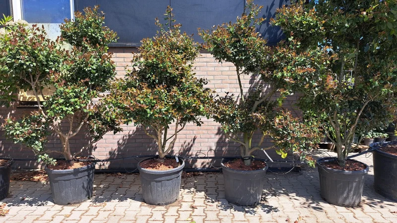 Camellia Meerstammig Bonsai (Japanse Roos)-4