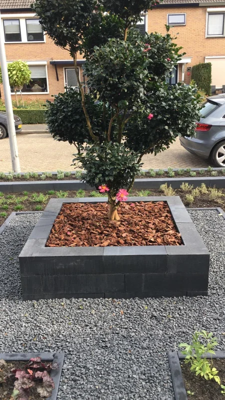 Camellia Meerstammig Bonsai (Japanse Roos)-5