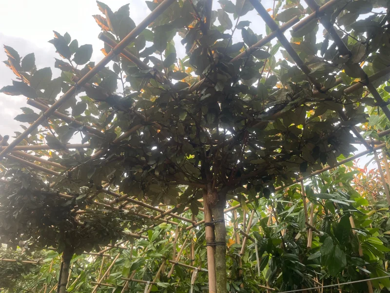 Elaeagnus Ebbingei Dakboom (Olijfwilg)-4