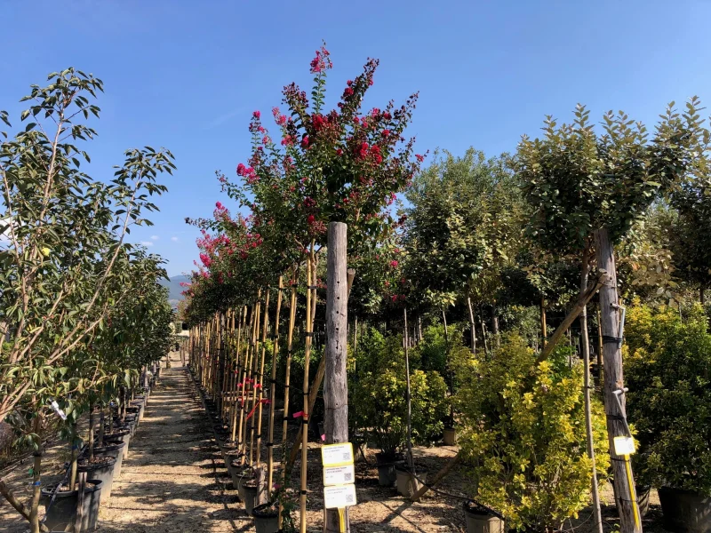 Lagerstroemia Dynamite (Rode Lagerstroemia)