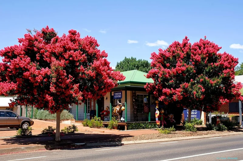 Lagerstroemia Dynamite (Rode Lagerstroemia)-4