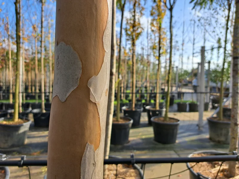 Lagerstroemia Dynamite (Rode Lagerstroemia)-5