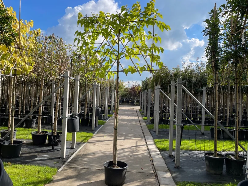 Morus Alba Fruitless Leiboom (Leimoerbei)
