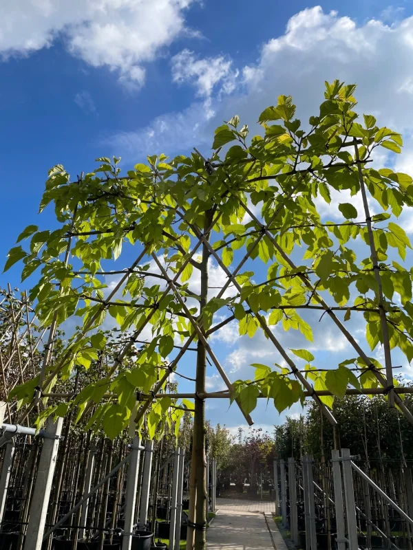 Morus Alba Fruitless Leiboom (Leimoerbei)-2