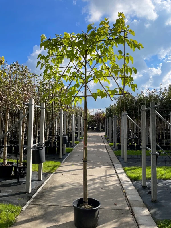 Morus Alba Fruitless Leiboom (Leimoerbei)-4