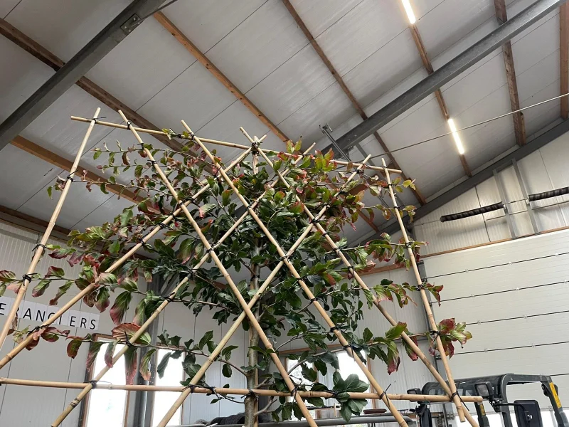 Parrotia Persica Leiboom (Perzisch IJzerhout Leiboom)