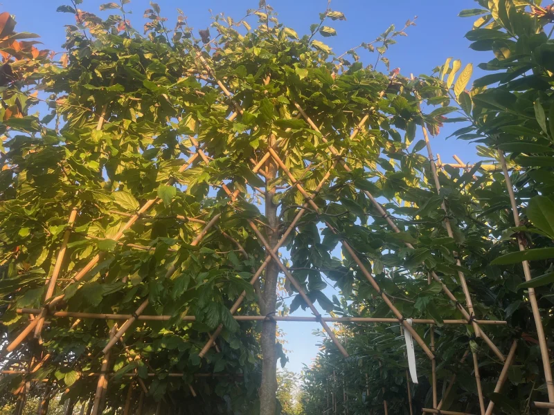 Parrotia Persica Leiboom (Perzisch IJzerhout Leiboom)