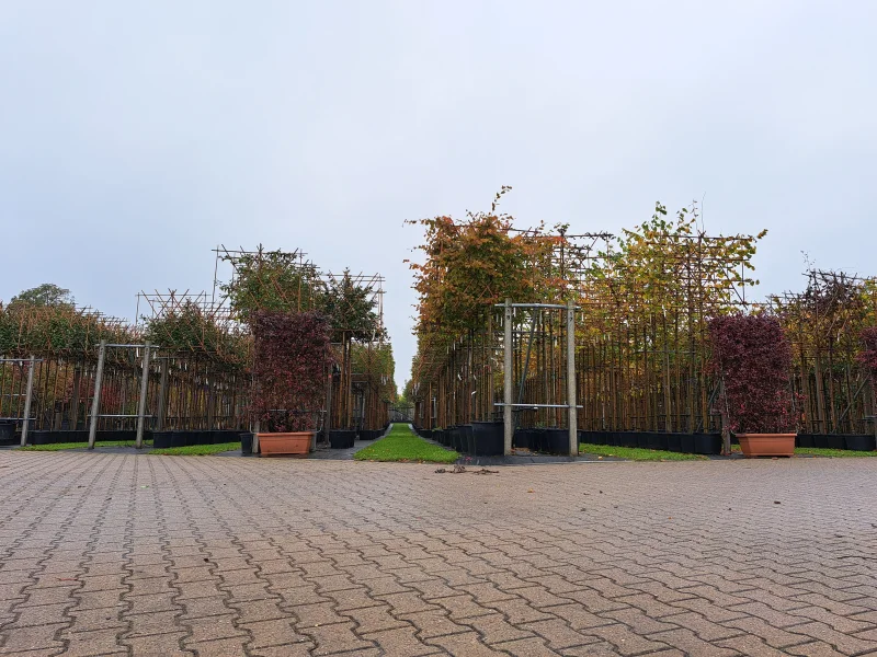 Parrotia Persica Leiboom (Perzisch IJzerhout Leiboom)-4