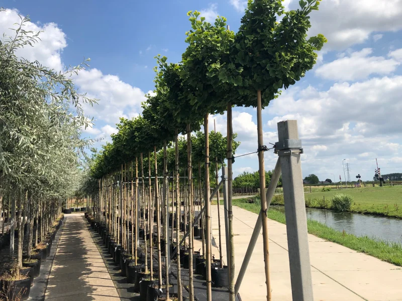 Ginkgo Biloba Mariken (Japanse Notenboom bolvorm)