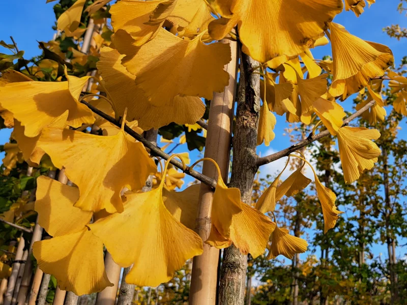 Ginkgo Biloba Mariken (Japanse Notenboom bolvorm)-2