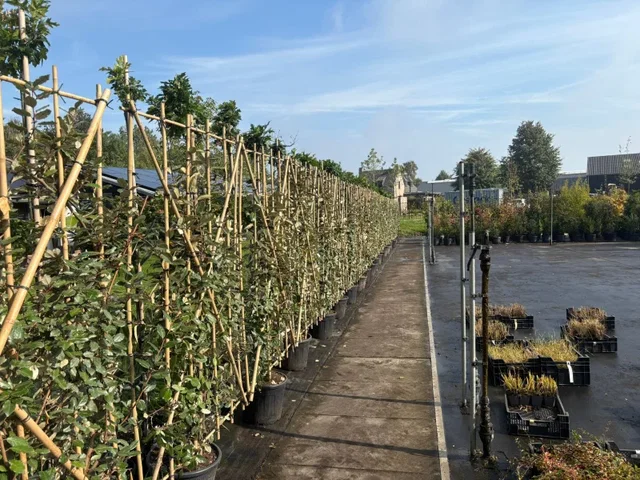 Elaeagnus Ebbingei Heckenelement (Immergrüne Ölweide)