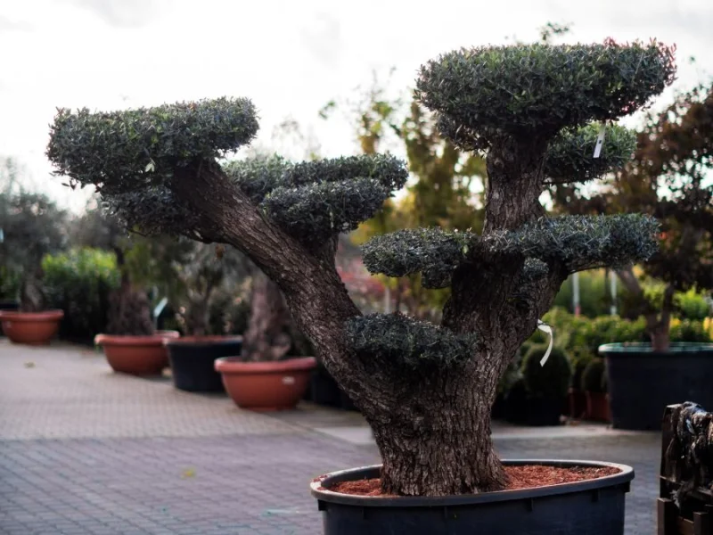 Olea Europea Bonsai (Olijfboom)-1