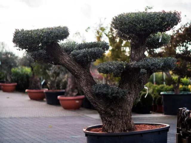 Olea Europea Bonsai (Olivenbaum)