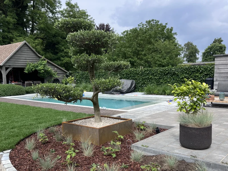 Olea Europea Bonsai (Olijfboom)