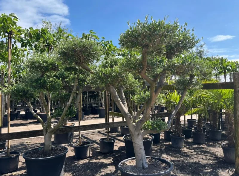 Olea Europea Bonsai (Olijfboom)-3