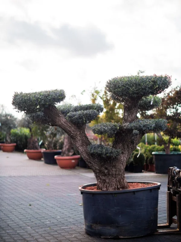 Olea Europea Bonsai (Olijfboom)-4