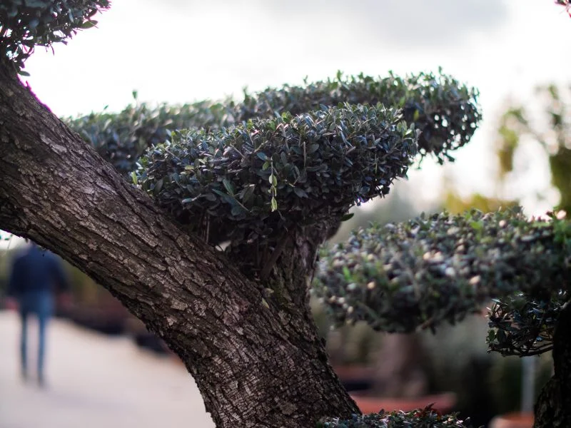 Olea Europea Bonsai (Olijfboom)-5