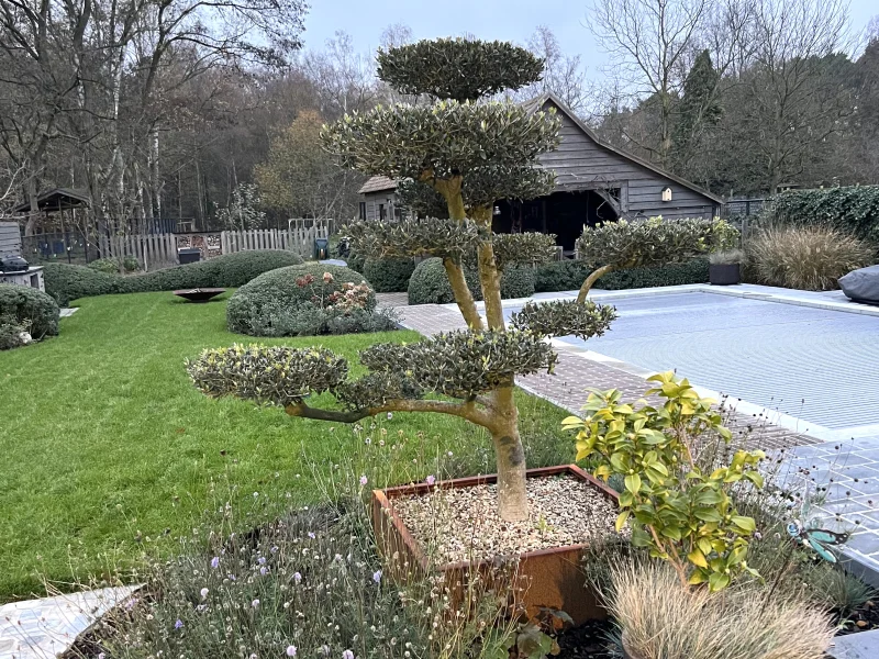 Olea Europea Bonsai (Olijfboom)-6