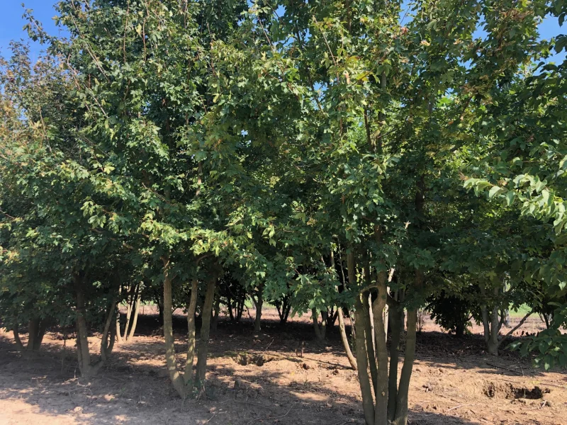 Acer Campestre Meerstammig (Veldesdoorn)