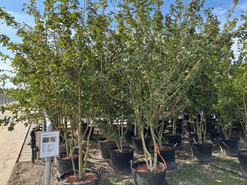 Acer Campestre Meerstammig (Veldesdoorn)-2