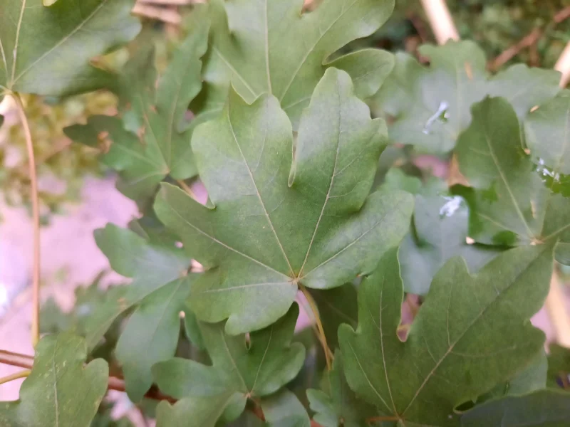 Acer Campestre Meerstammig (Veldesdoorn)-3