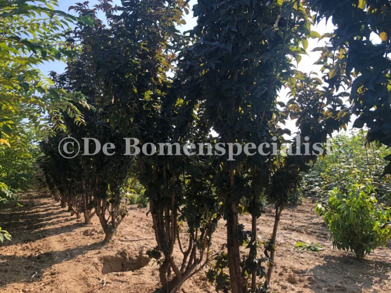 Sambucus Nigra Black Tower (Zwarte Vlier)-1