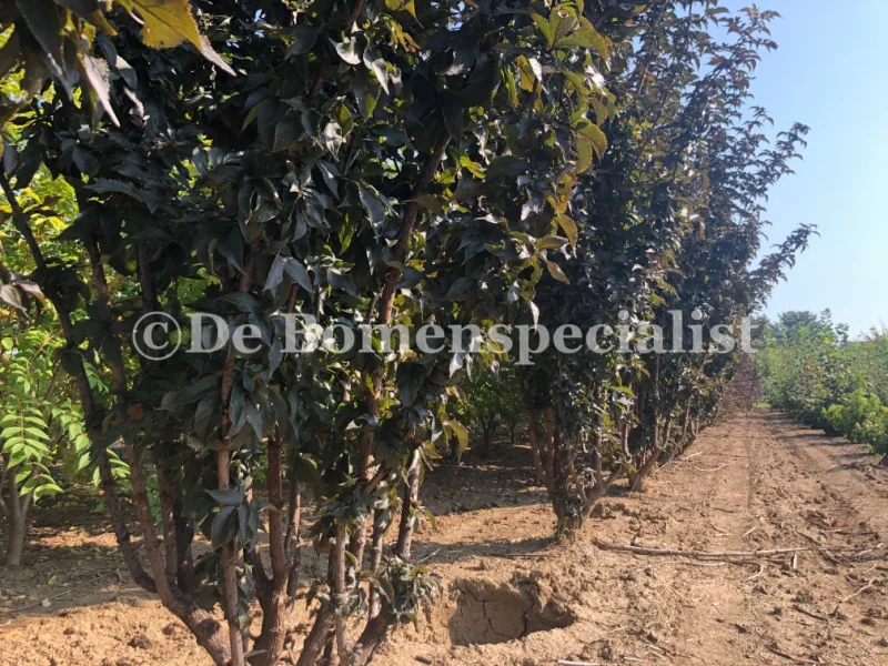 Sambucus Nigra Black Tower (Zwarte Vlier)-2