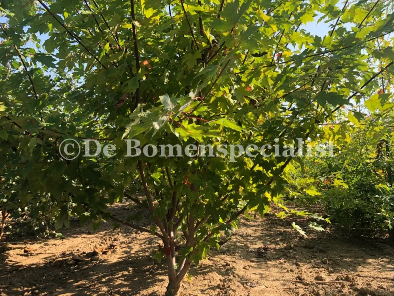 Acer freemanii Autumn Blaze Meerstammig (Esdoorn)-1