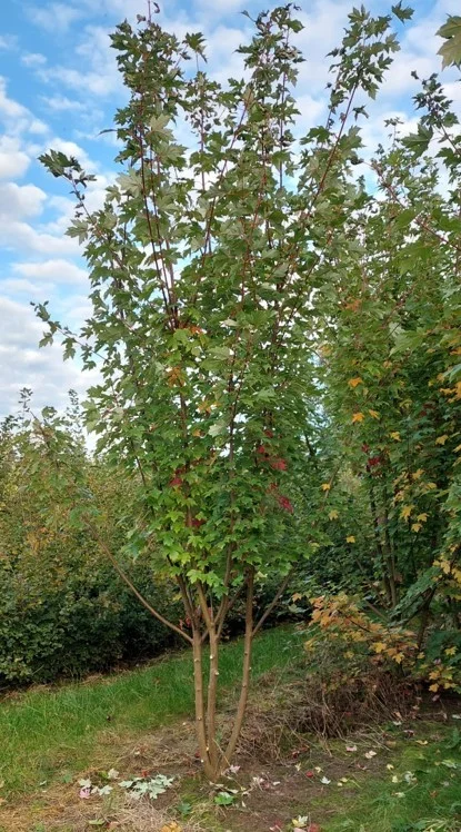 Acer freemanii Autumn Blaze Meerstammig (Esdoorn)