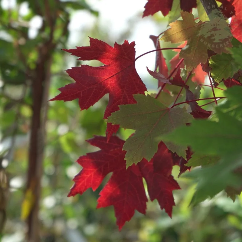 Acer freemanii Autumn Blaze Meerstammig (Esdoorn)-3