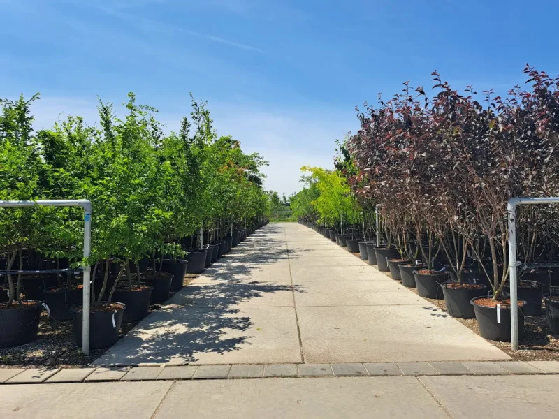 Cydonia Oblonga Meerstammig (Kweepeer)-6