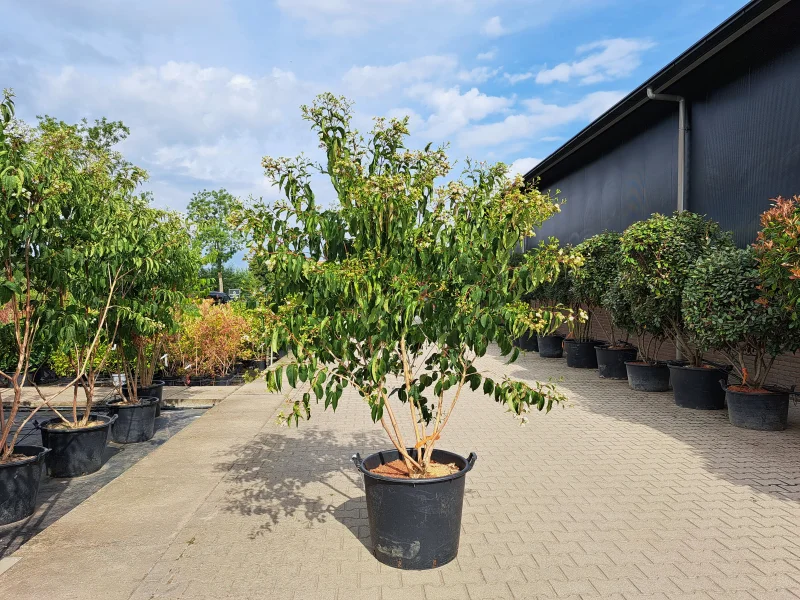 Heptacodium miconioides Meerstammig (Zevenzonenboom)
